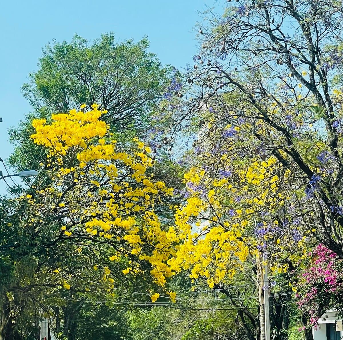 Yellow tajy (lapacho) in bloom